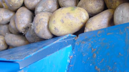 Landwirtschaft - Kartoffeln auf Foerderband